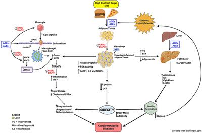 Glycation and a Spark of ALEs (Advanced Lipoxidation End Products) – Igniting RAGE/Diaphanous-1 and Cardiometabolic Disease